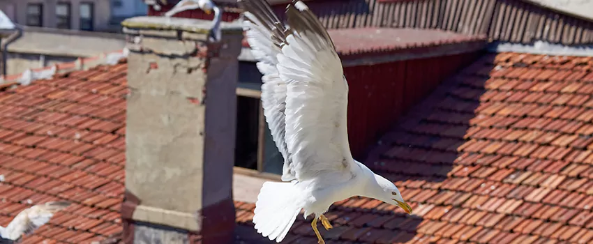 Residential Chimney Animal Removal Solution in Coon Rapids, MN