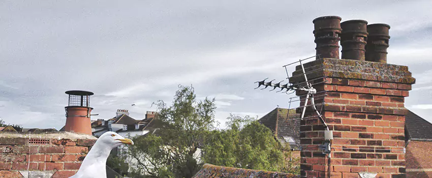 Chimney Cleaning And Restoration in Coon Rapids, Minnesota